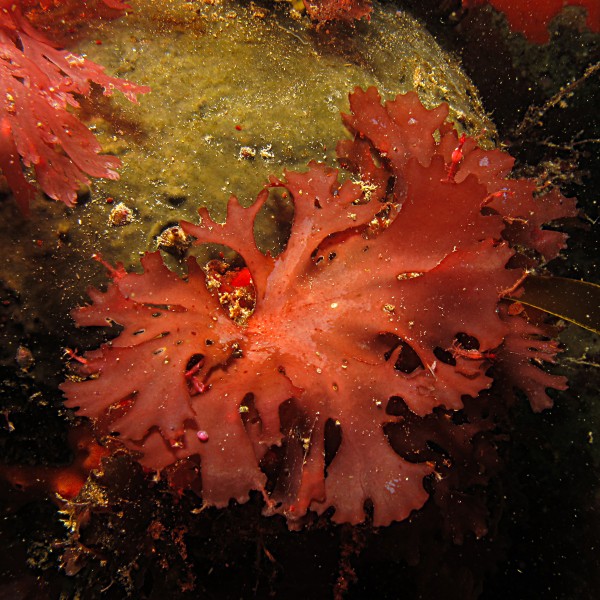Another pretty red seaweed in Western Cape kelp bed (38065018426)