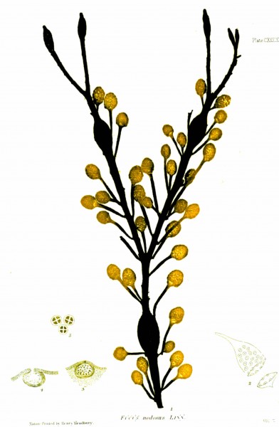 Ascophyllum nodosum nature-print by Henry Bradbury