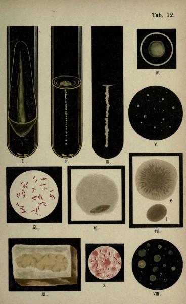 Atlas and essentials of bacteriology (Tab. 12) (6418453283)