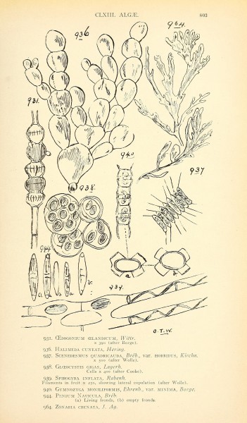 Comprehensive catalogue of Queensland plants, both indigenous and naturalised. To which are added, where known, the aboriginal and other vernacular names; with numerous illustrations, and copious (14803025413)