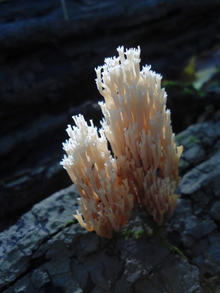 Чашеносещ корал