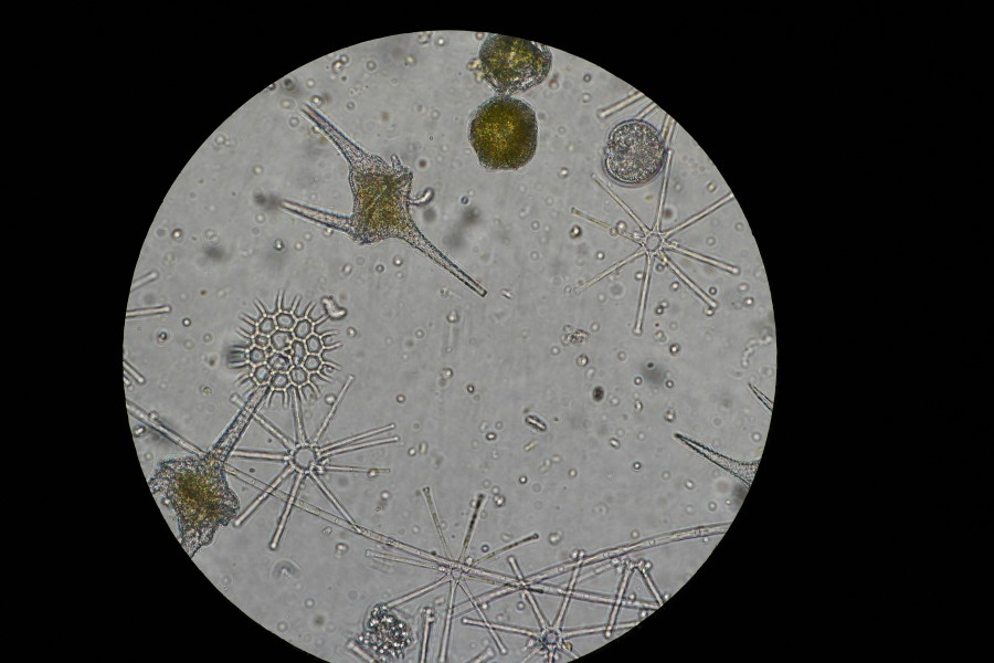 Fütoplankton