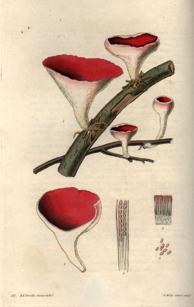 Fungi engraving by William Miller after R K Greville