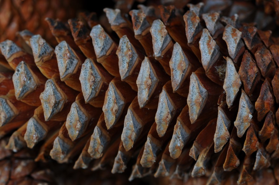 Kiefer Zapfen, Pine cones 13