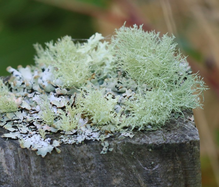Lichen sp. on fencepost - Flickr - S. Rae (1)