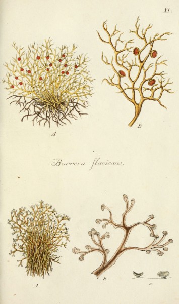 Lichenes Americani (6266361677)