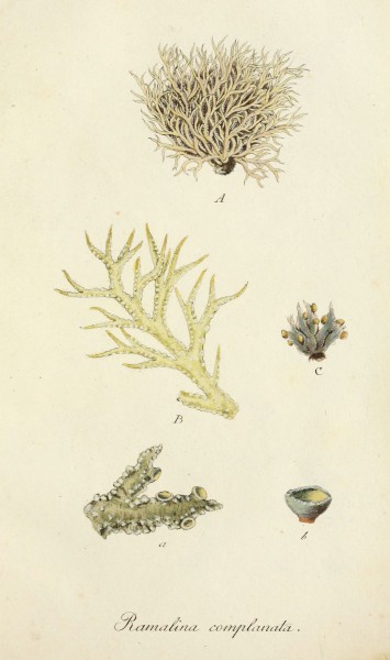 Lichenes Americani (6266889220)