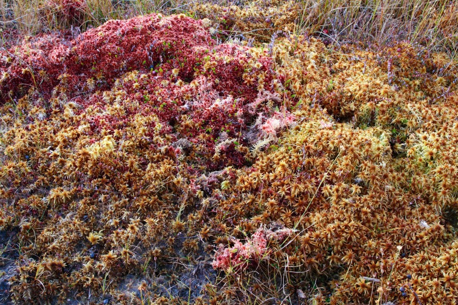 Marsh-macro-close-up-moss - West Virginia - ForestWander