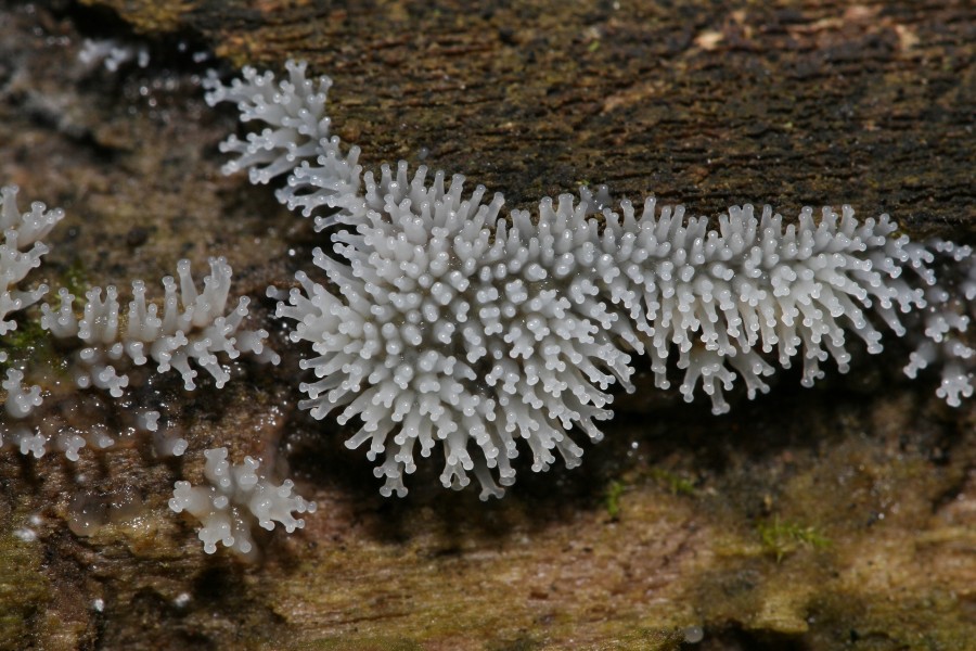Mycetozoa Bifurcation Sporocarp
