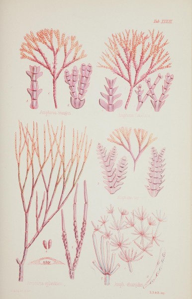 Nereis australis, or Algae of the southern ocean (17211943873)