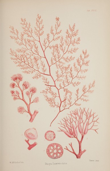 Nereis australis, or Algae of the southern ocean (17644442980)