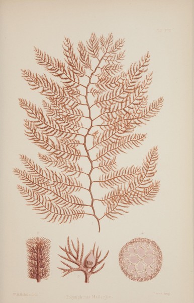 Nereis australis, or Algae of the southern ocean (17832391161)