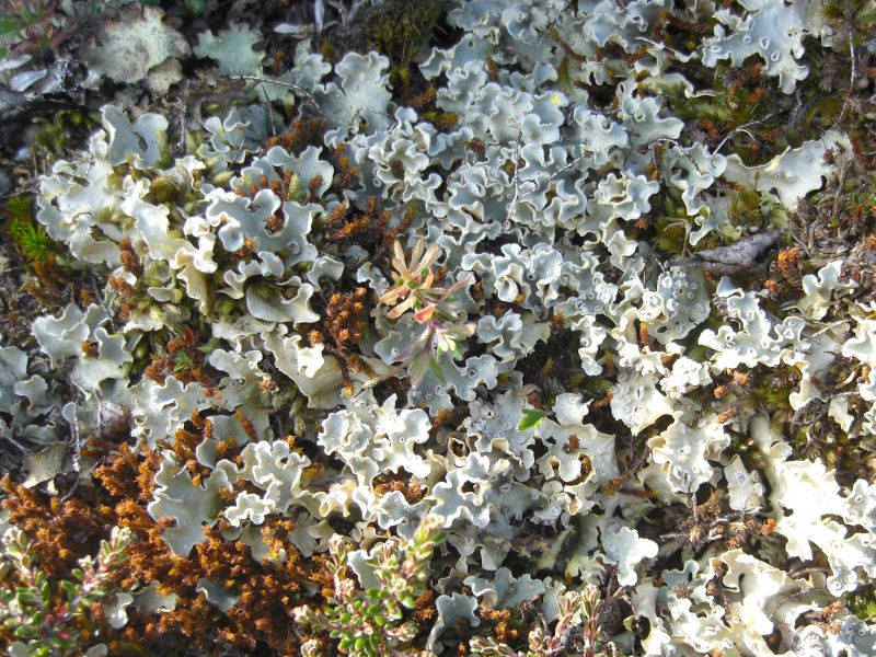 Pseudocyphellaria endochrysa (Delise) Vainio 41371