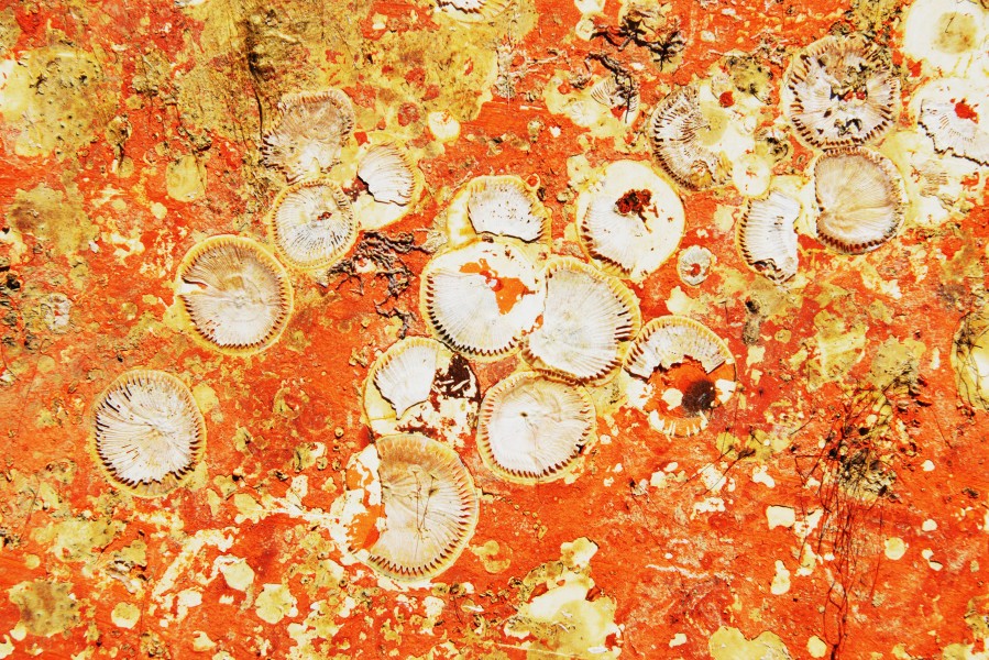 Restes de coquillages et d’algues sur un voile de quille (6)