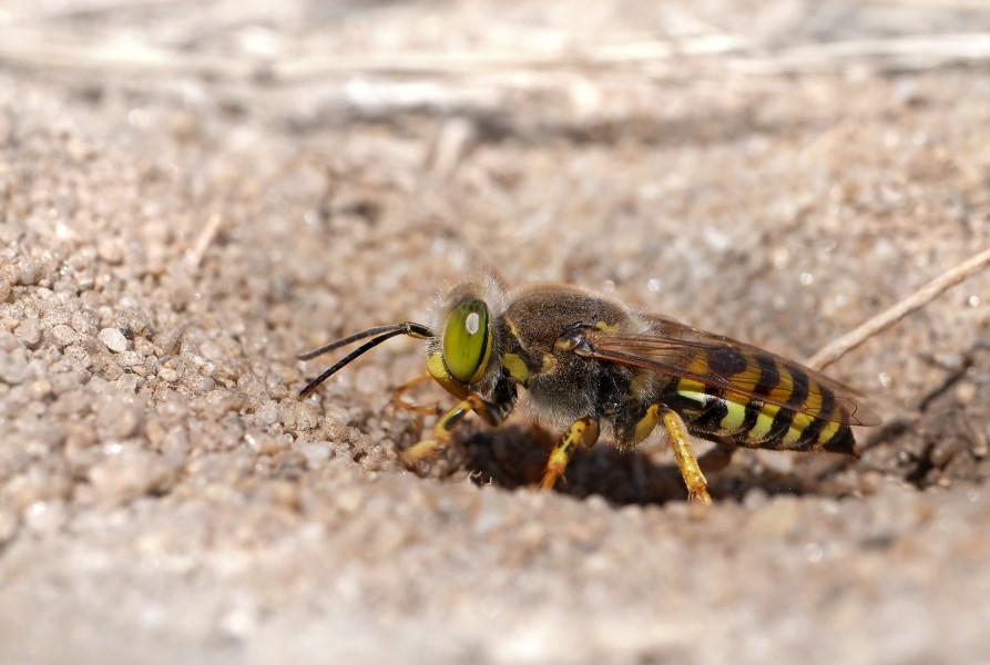Sand wasp (Bembix rostrata), Fort du Loc'h, Guidel, Brittany, France (19900725286)