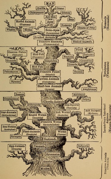 The evolution of man- a popular exposition of the principal points of human ontogeny and phylogene (1896) (14594954920)