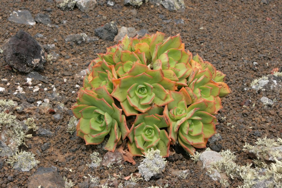 Tinajo - Montaña Colorada - Aeonium lancerottense 07 ies