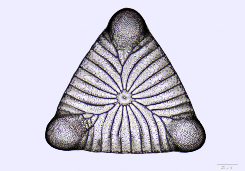 Triceratium polycystinorum