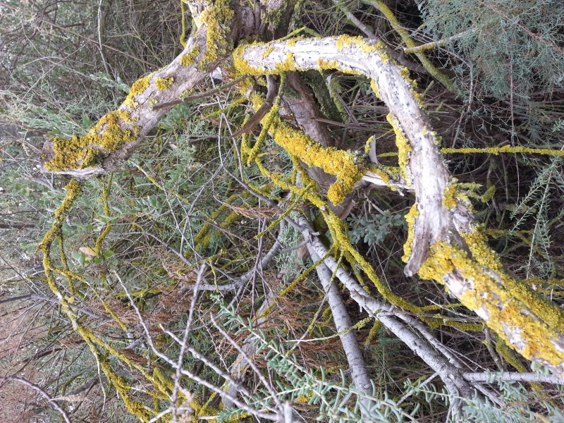 Unidentified lichens at Parc Ornithologique de Pont de Gau 02 - 2013-09