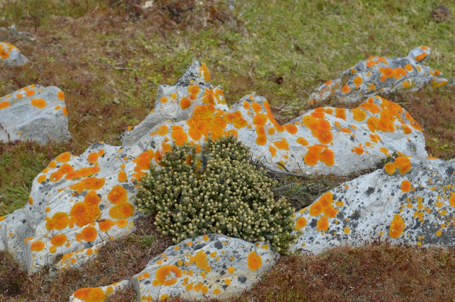 White Stones on Falklands2