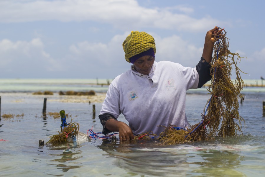 WomenWorking SeaweedZanzibar 4