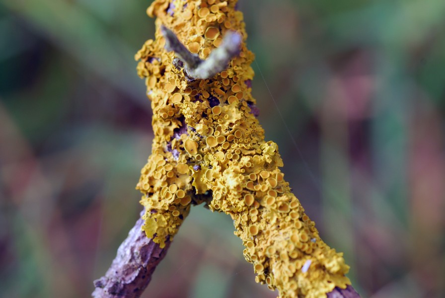 Yellow fungi (1568336782)