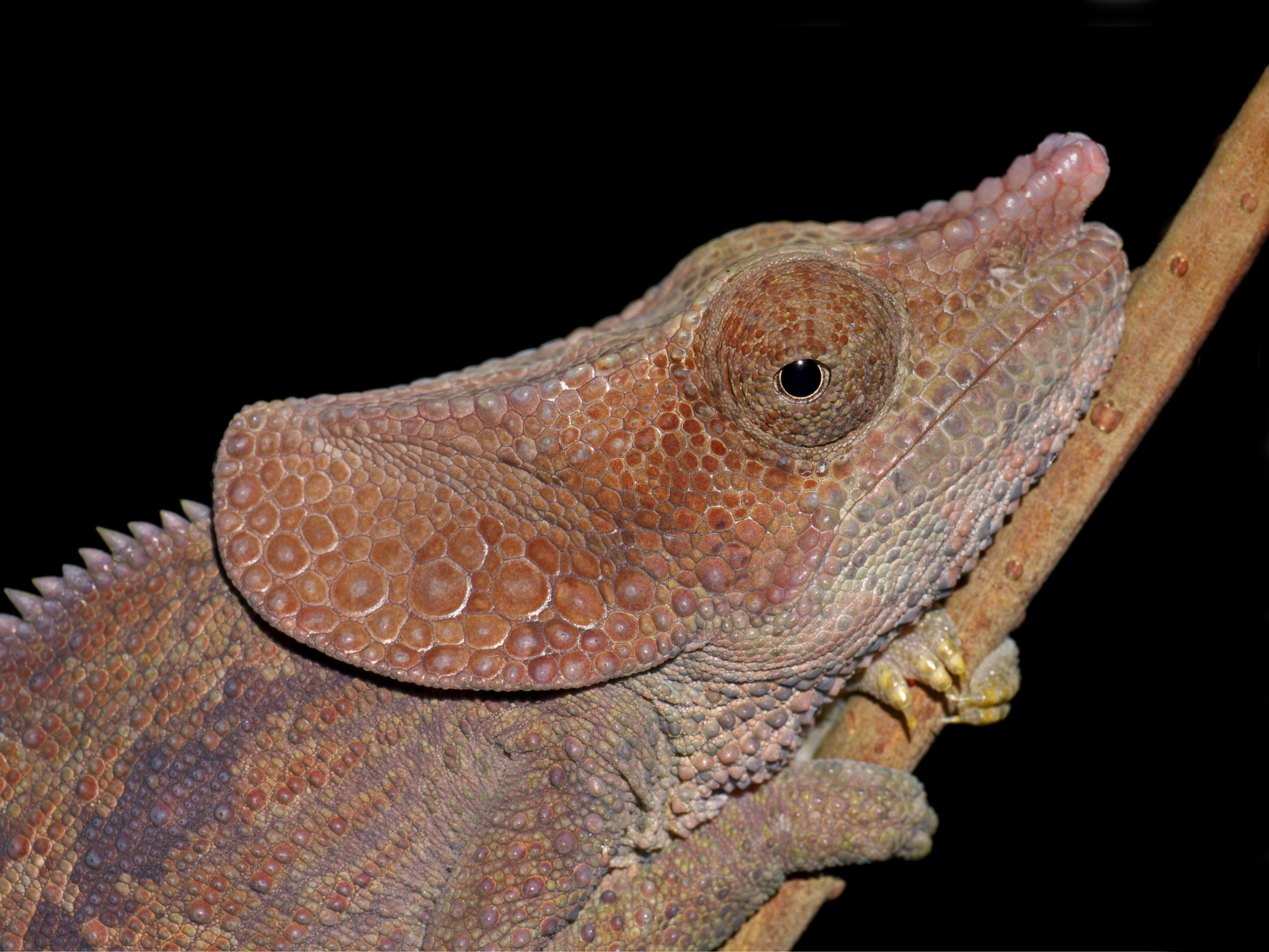 Short-horned Chameleon (Calumma brevicornis), Andasibe, Madagascar (13995266623)