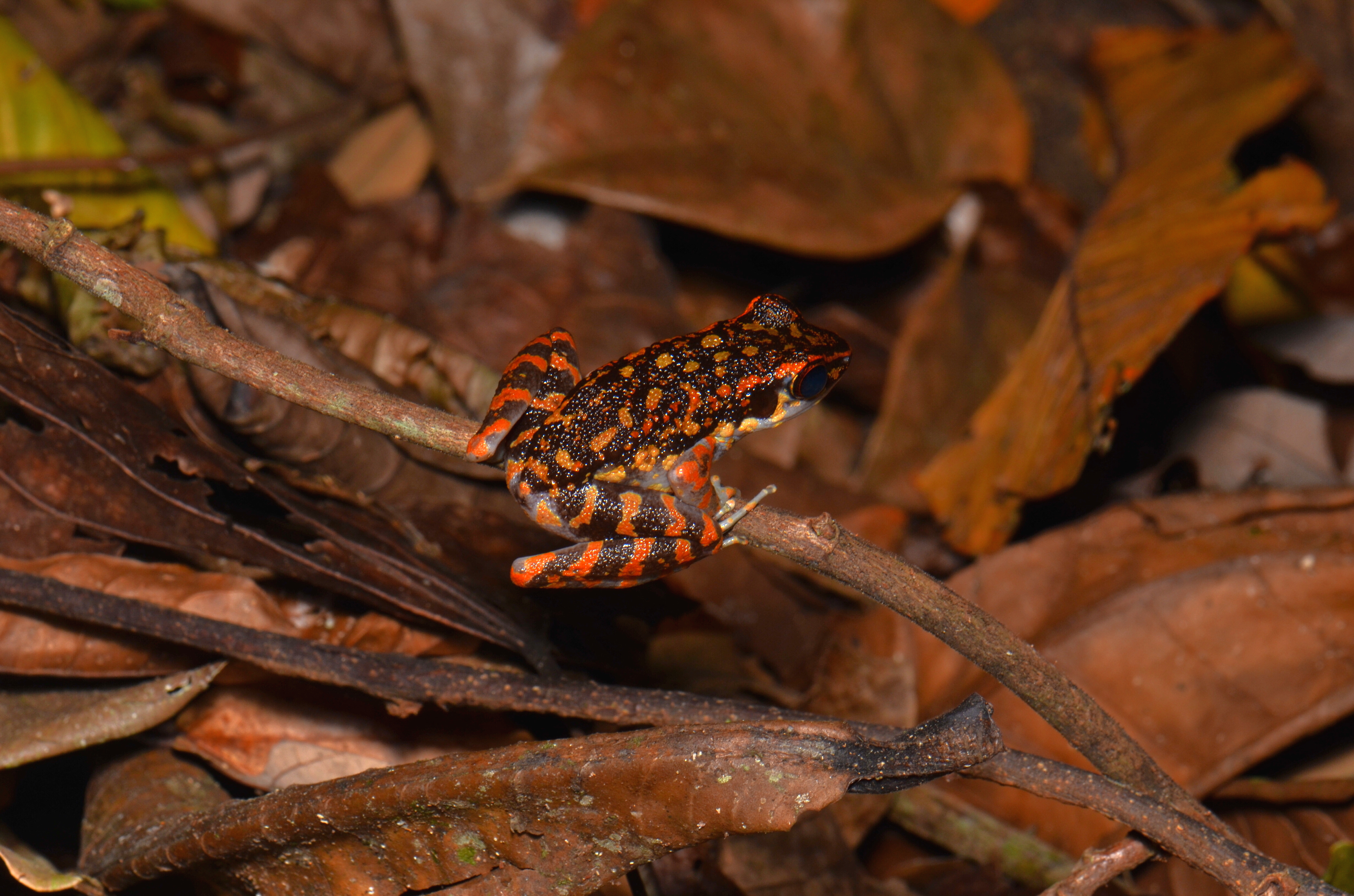 Spotted stream frog? (Hylarana picturata) (21223492085)