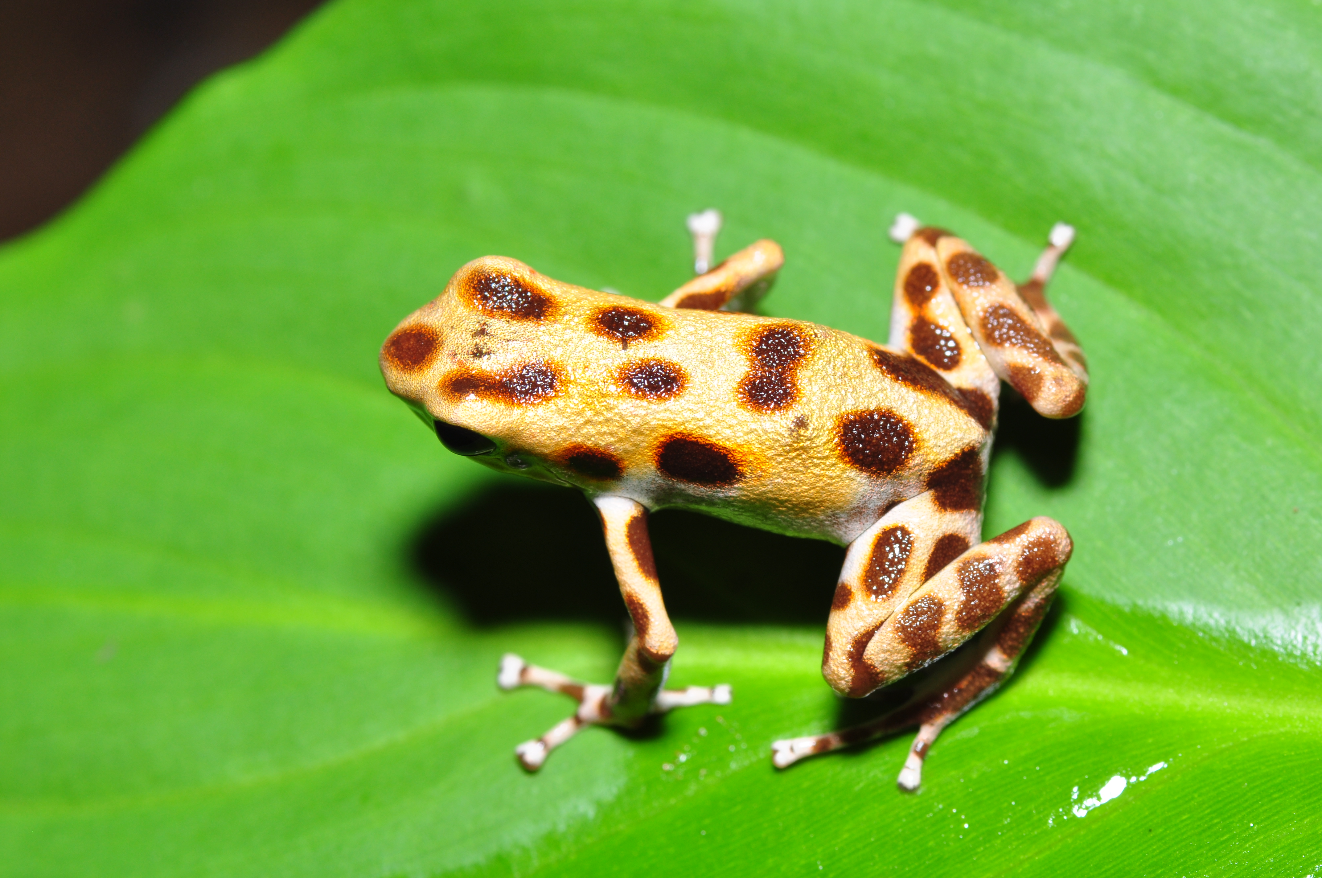 Strawberry poison-dart frog (Oophaga pumilio or Dendrobates pumilio) (9460125187)