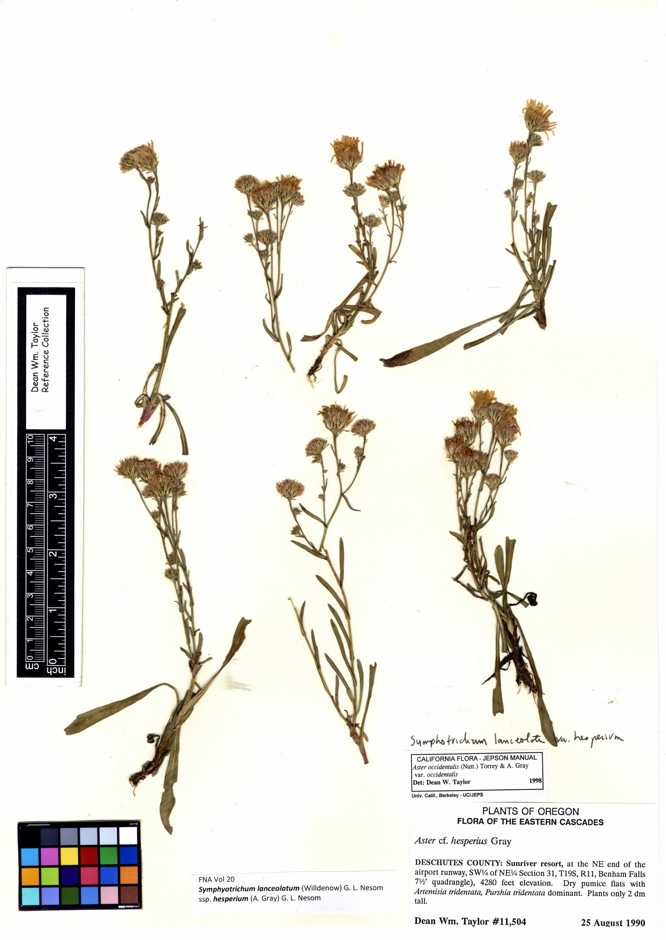 Symphyotrichum lanceolatum ssp. hesperium -11504 (7727029740)