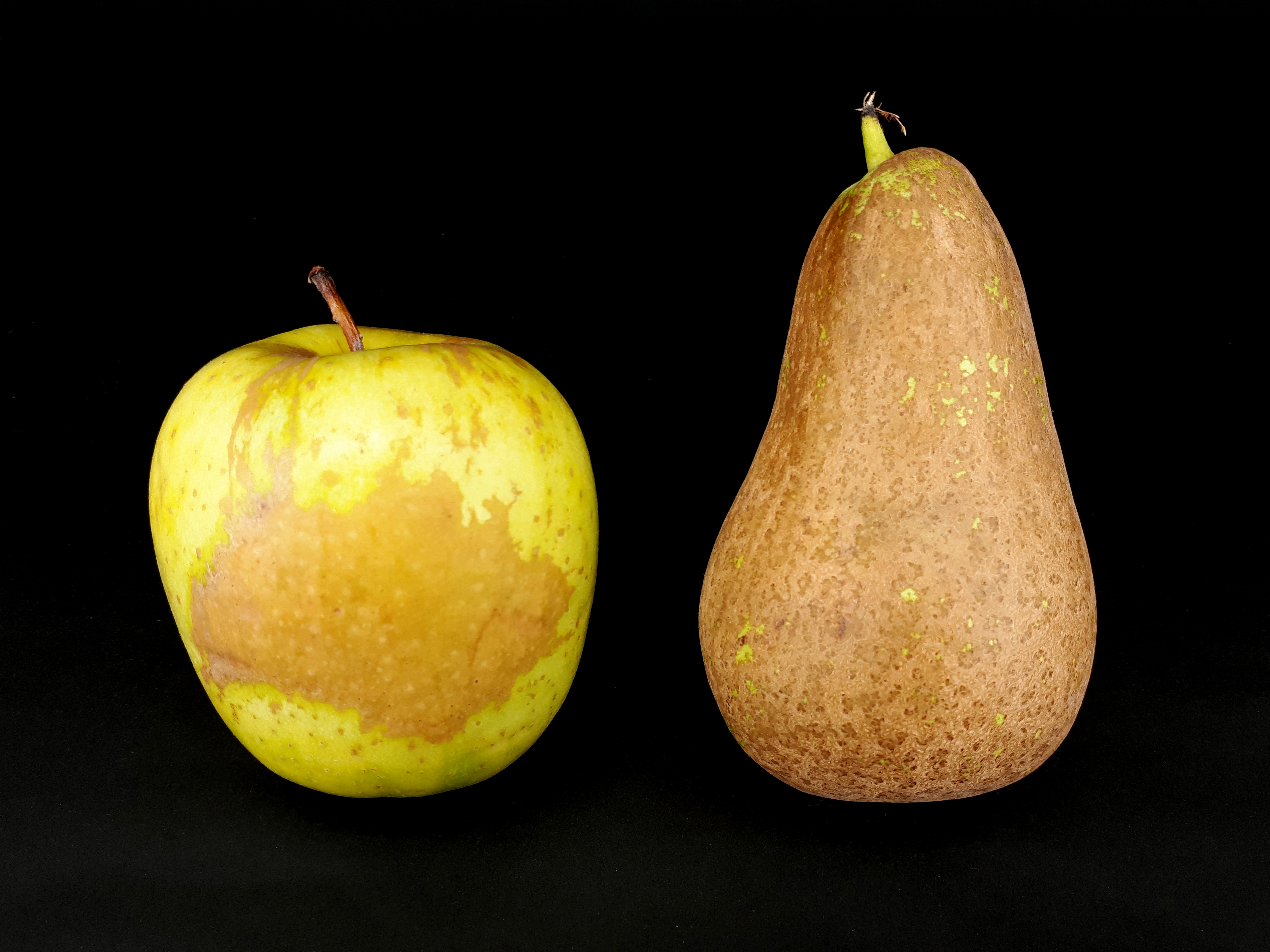 2 x Russetted fruit - Apple - Pear - 2017 C2