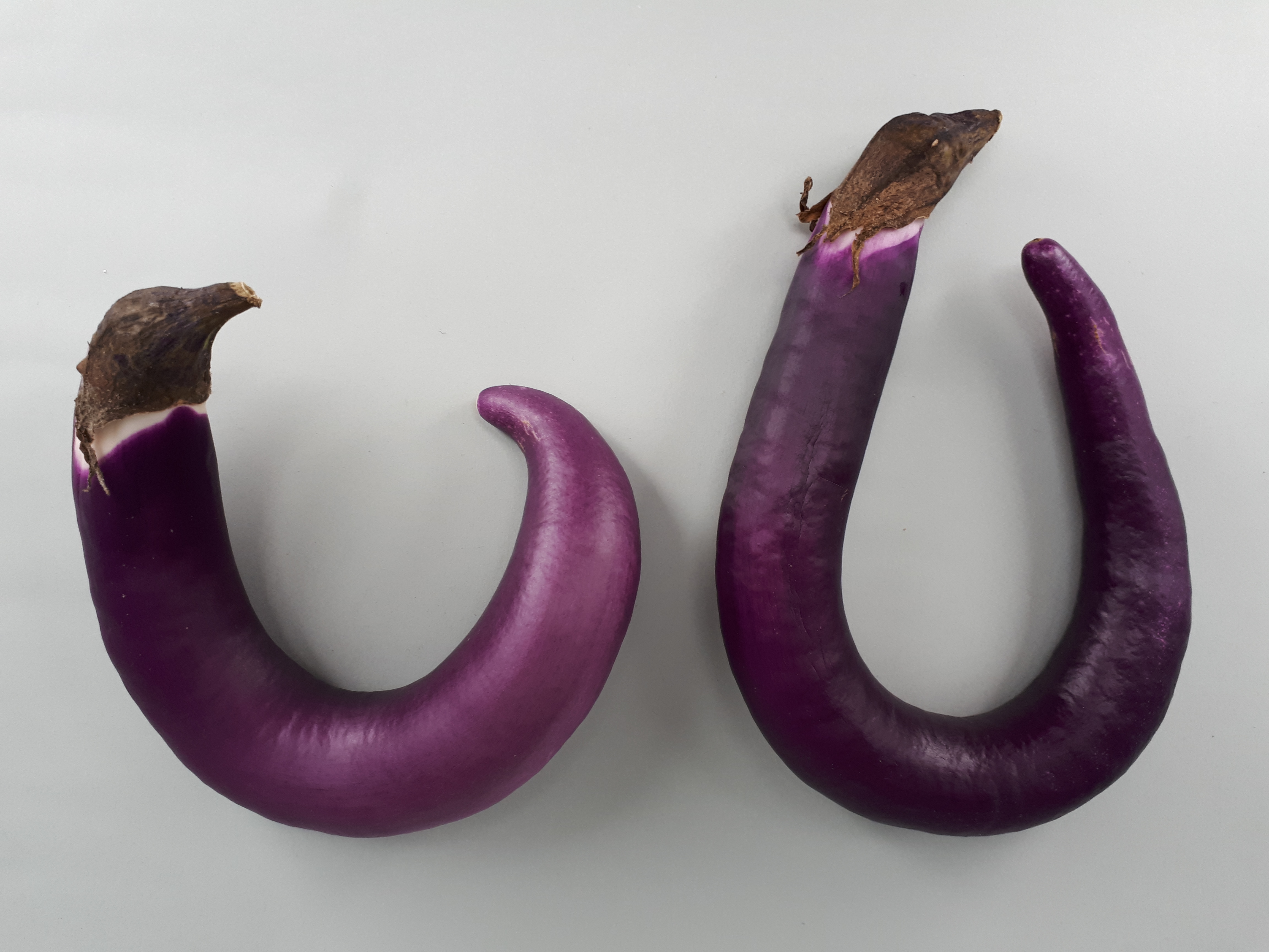 2 x U-shaped Orient Charm eggplant 2017 A