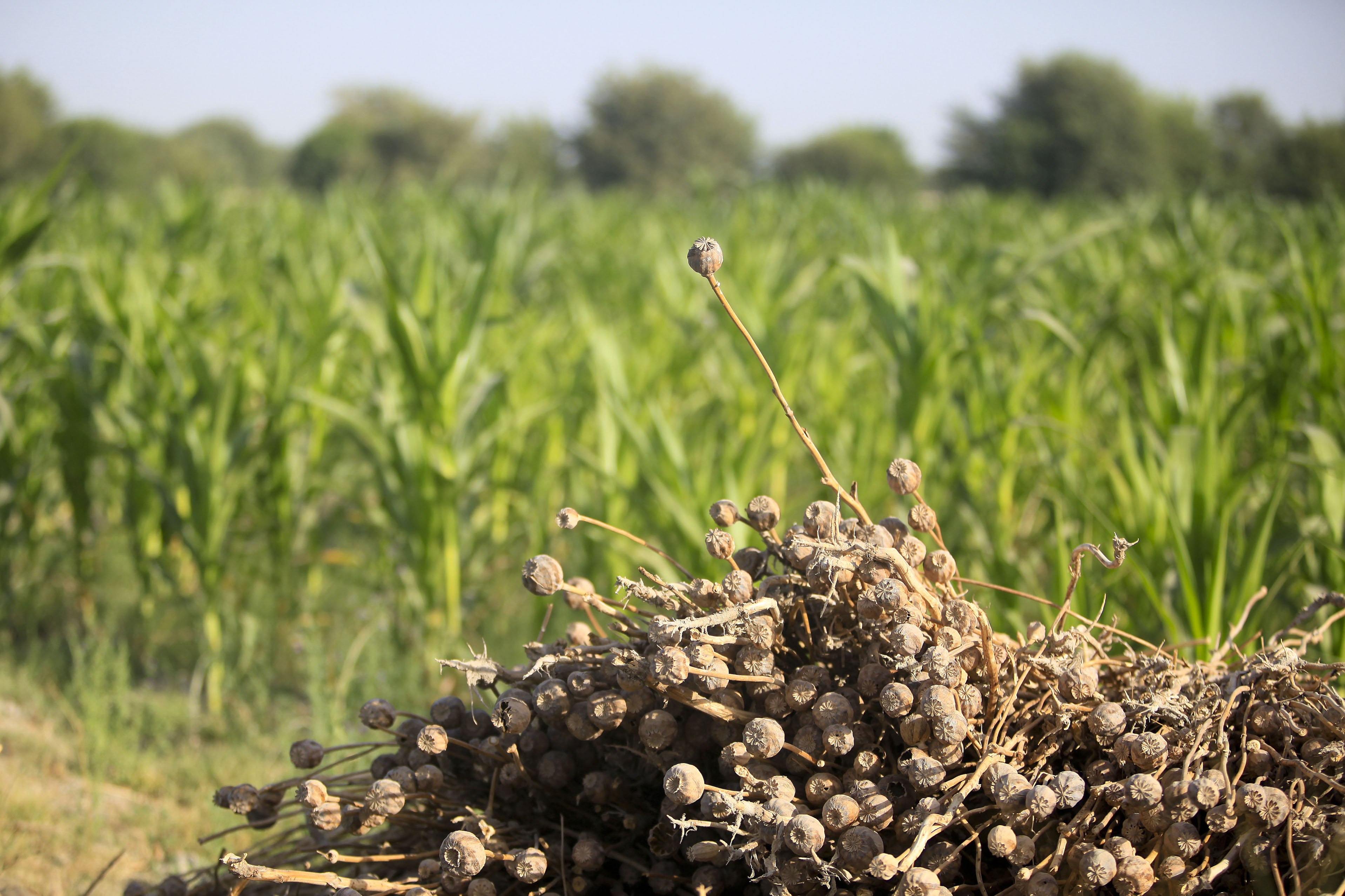 A pile of dried poppy plants sits in front of a fresh crop of sweet corn in the Nawa district of Helmand province