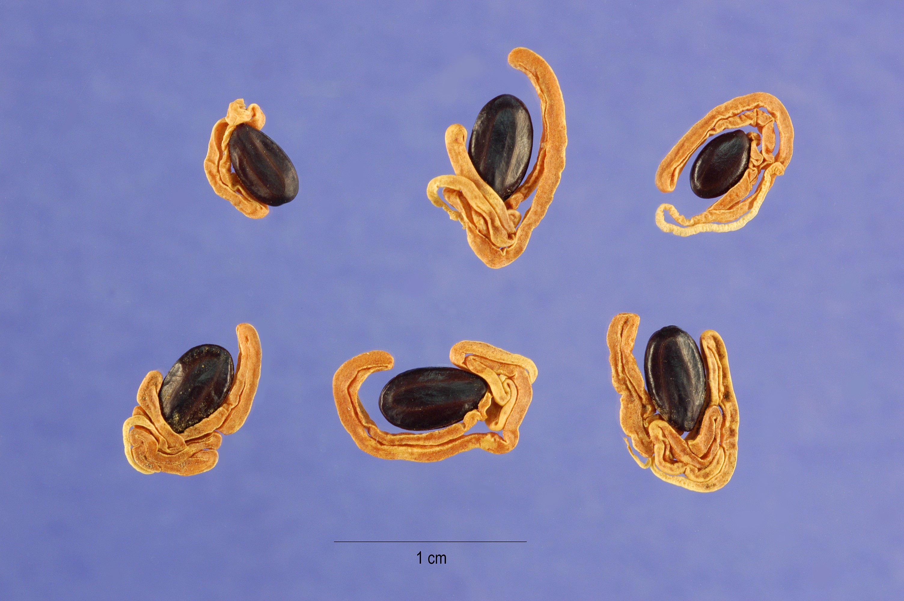 Acacia melanoxylon seeds