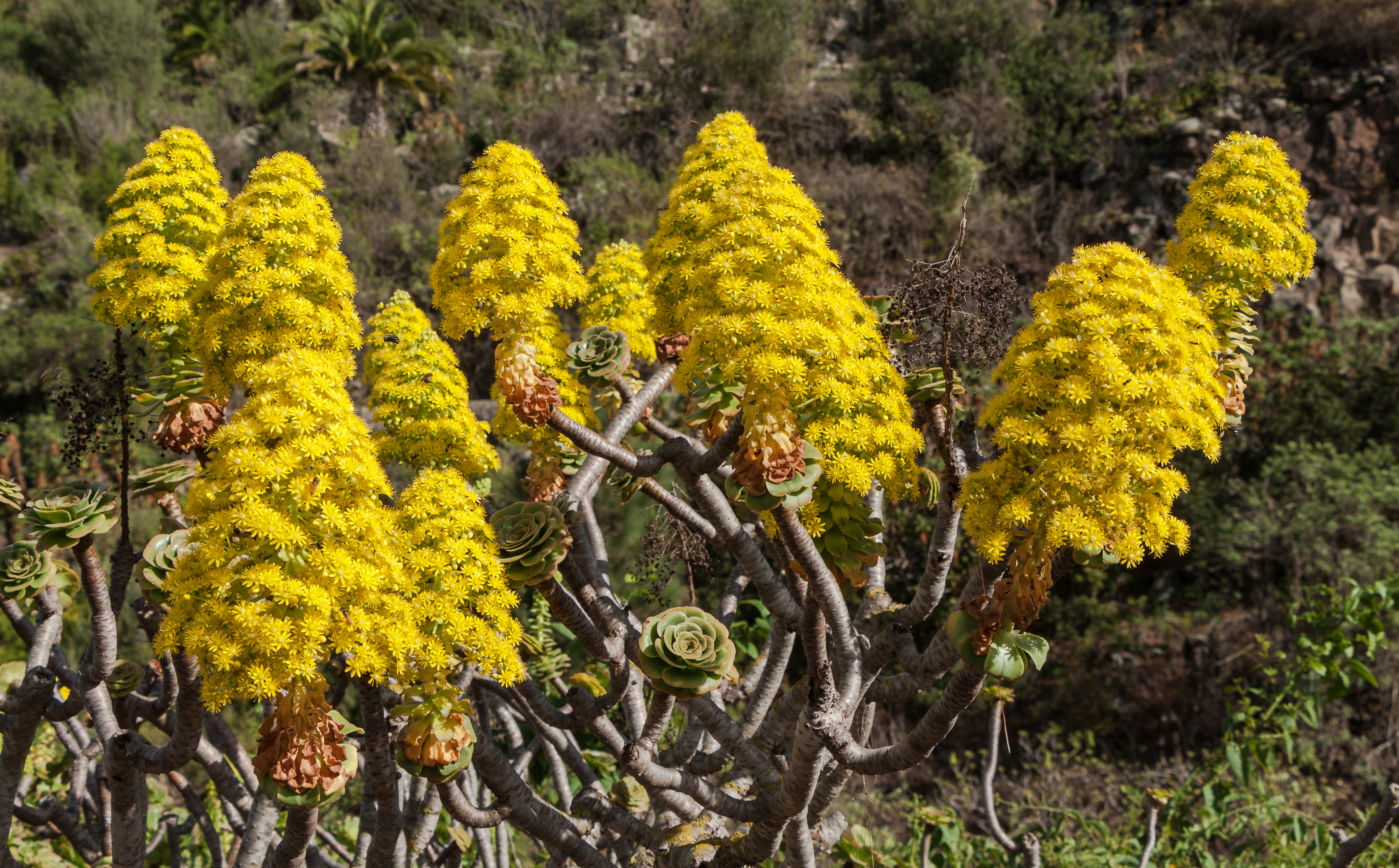 Aeonium arboreum - Jardín Botánico Canario Viera y Clavijo - Gran Canaria - 03
