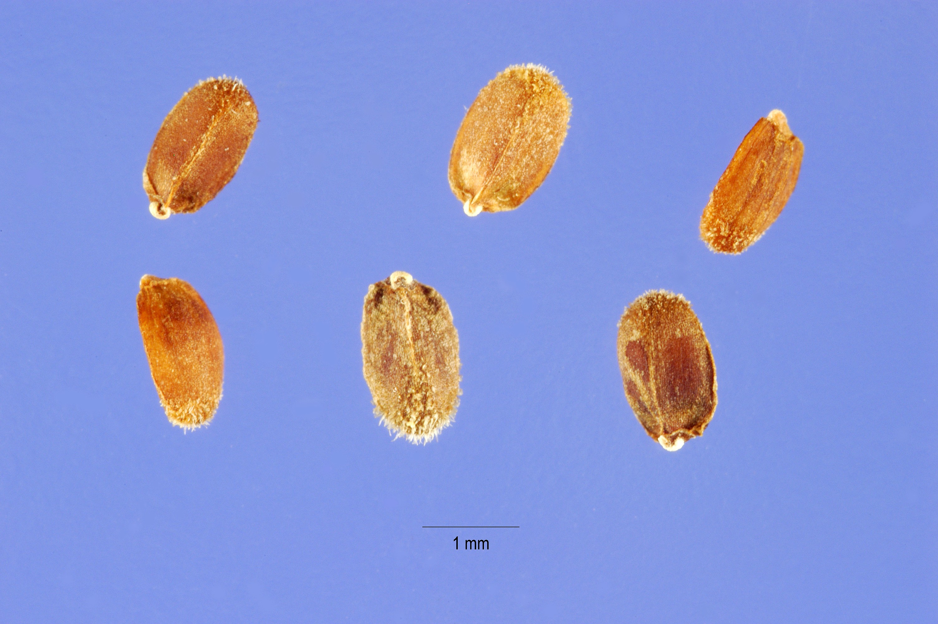 Agastache urticifolia seeds