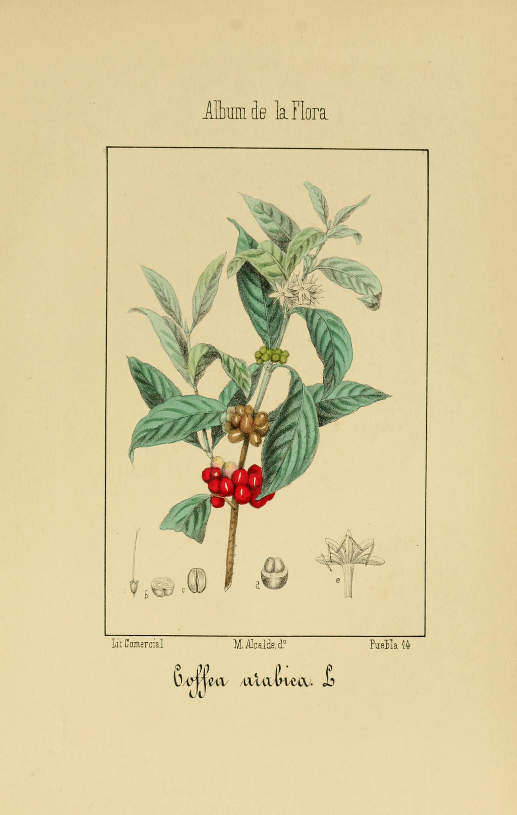Album de la flora médico-farmacéutica é industrial, indígena y exótica (Pl. 55) BHL11238536