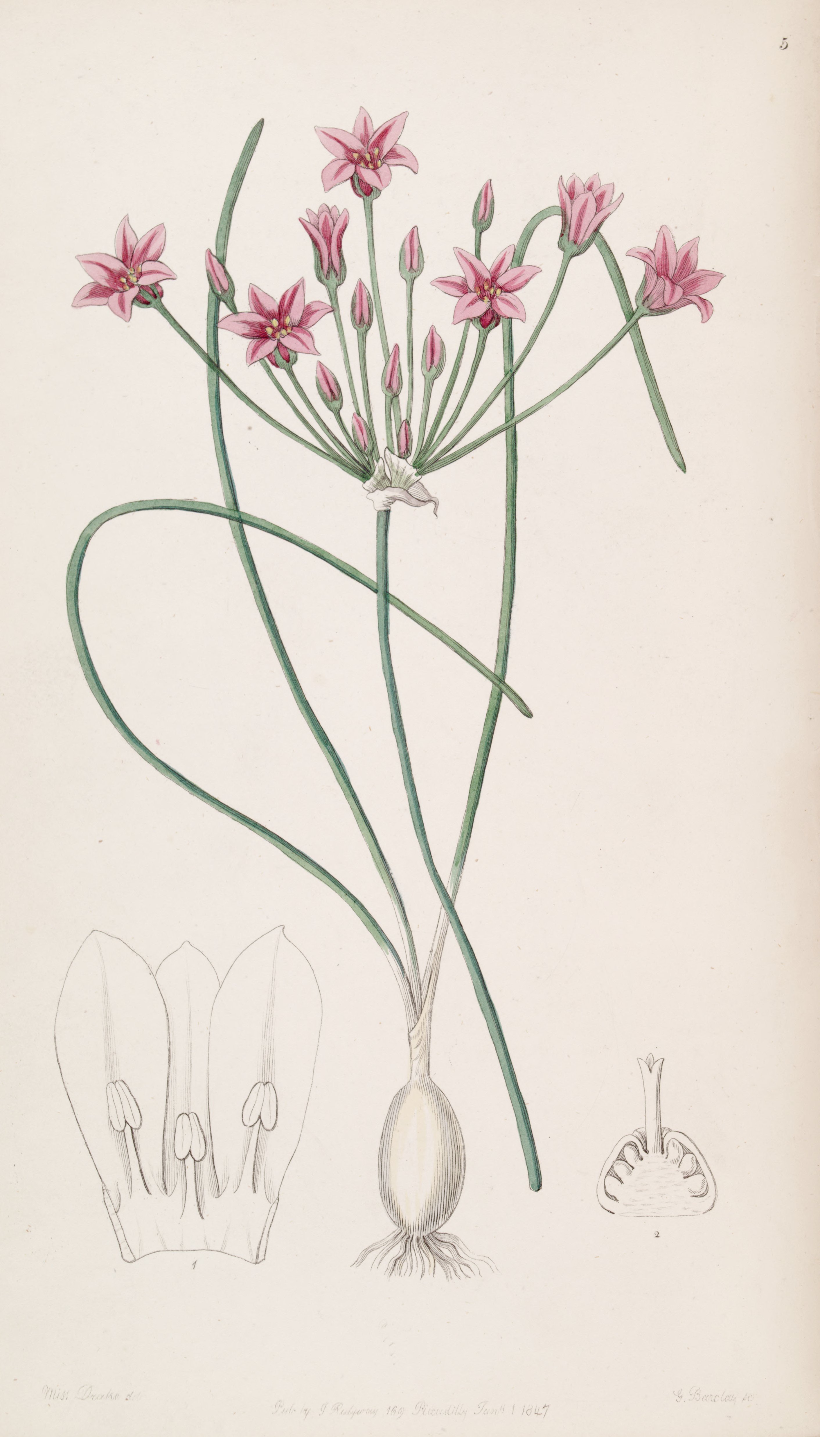 Allium chinense (as Caloscordum exsertum) Edwards's Bot. Reg. 33. 5. 1847