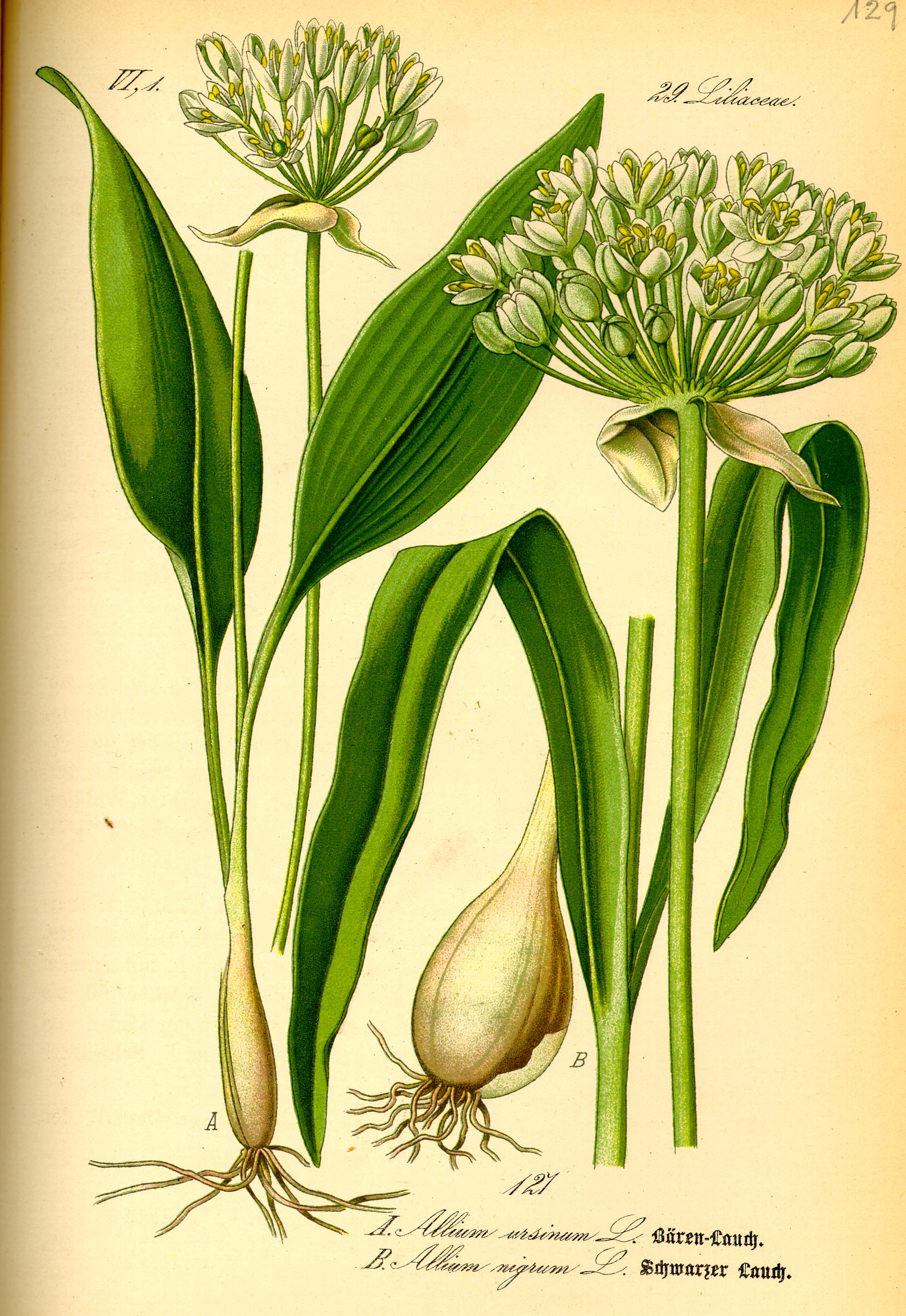 Allium ursinum0