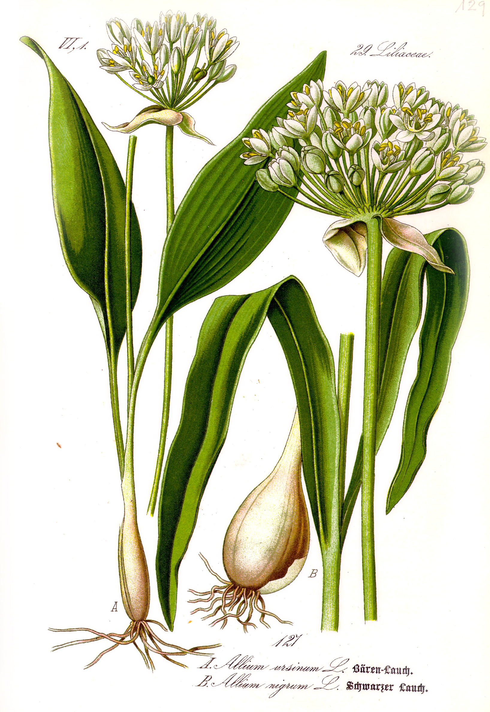 Allium ursinum1