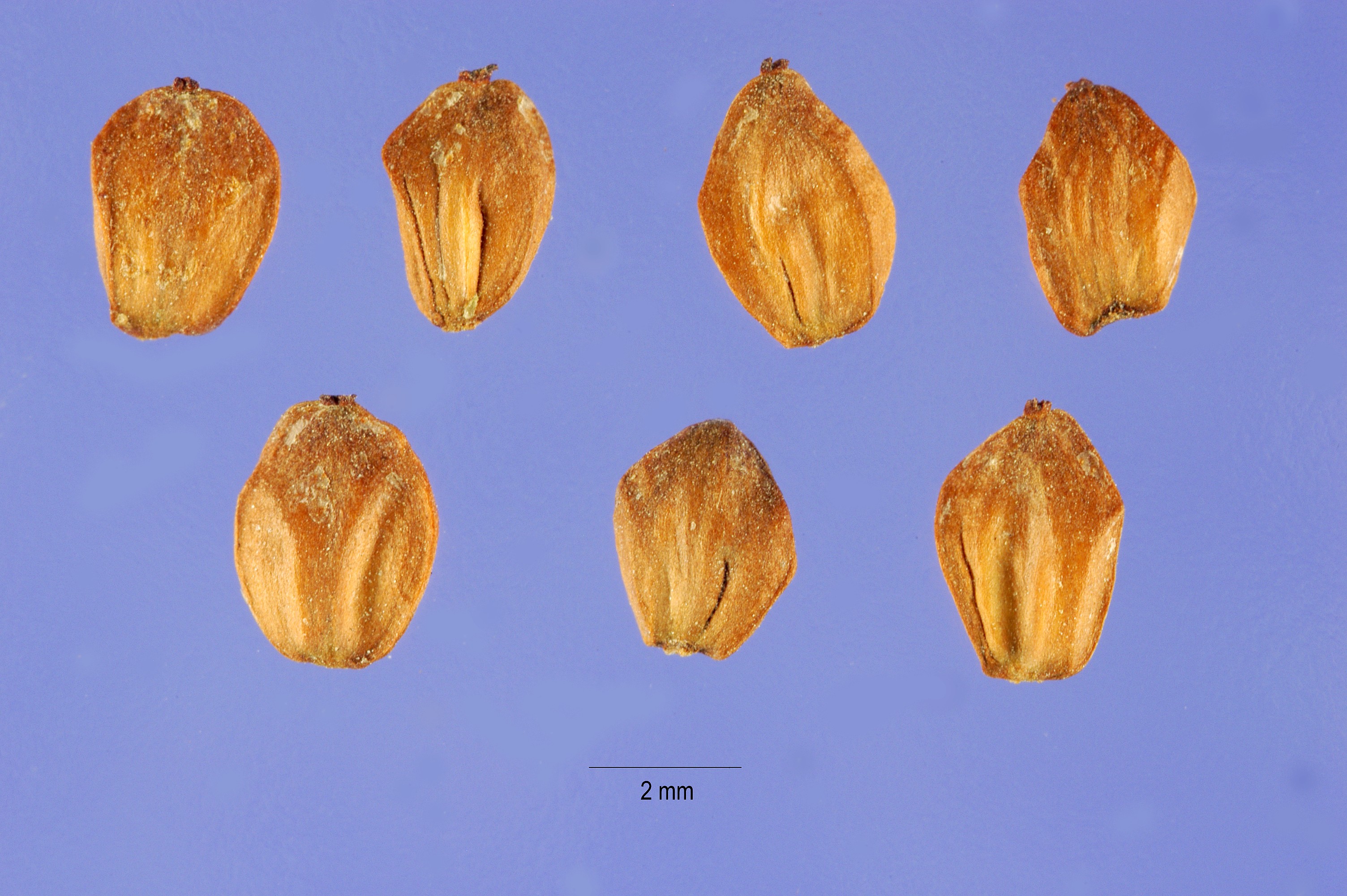 Alnus maritima seeds