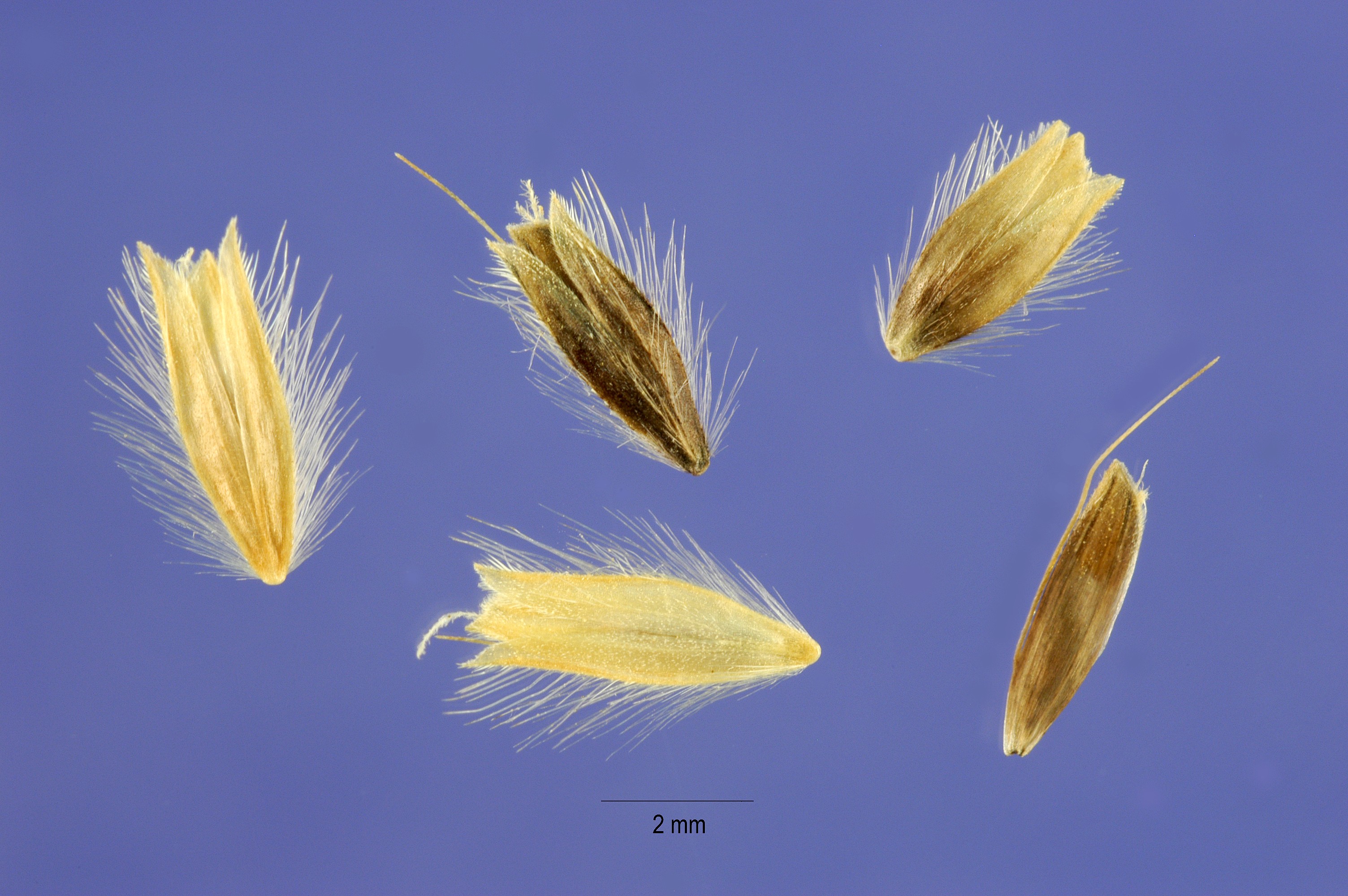 Alopecurus arundinaceus seeds