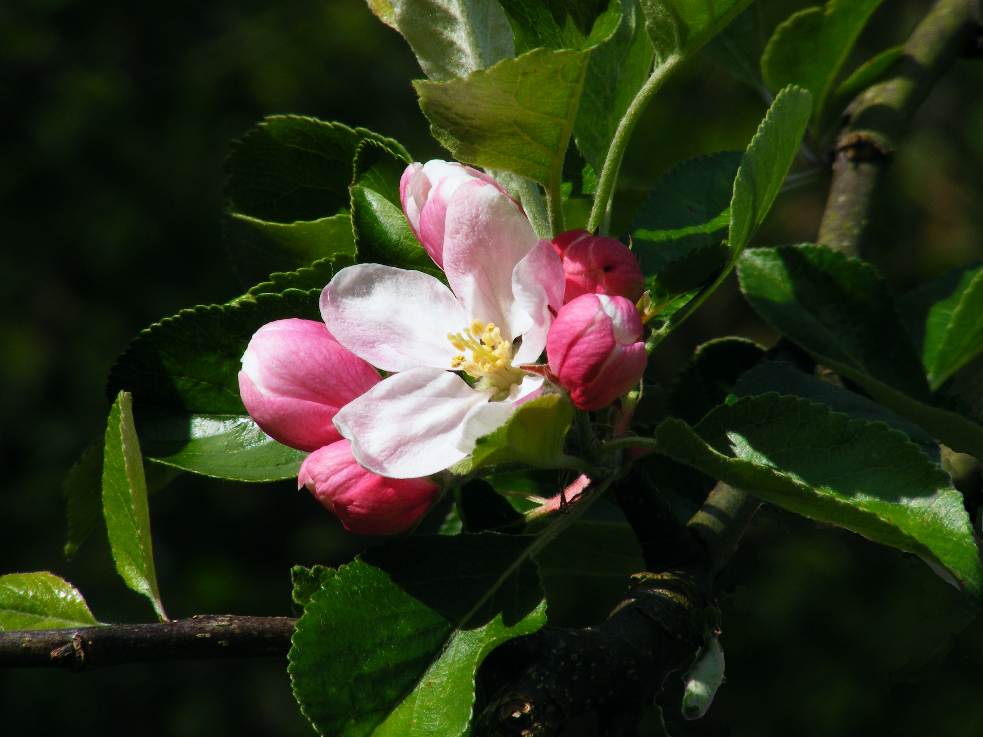 Apple blossom 03