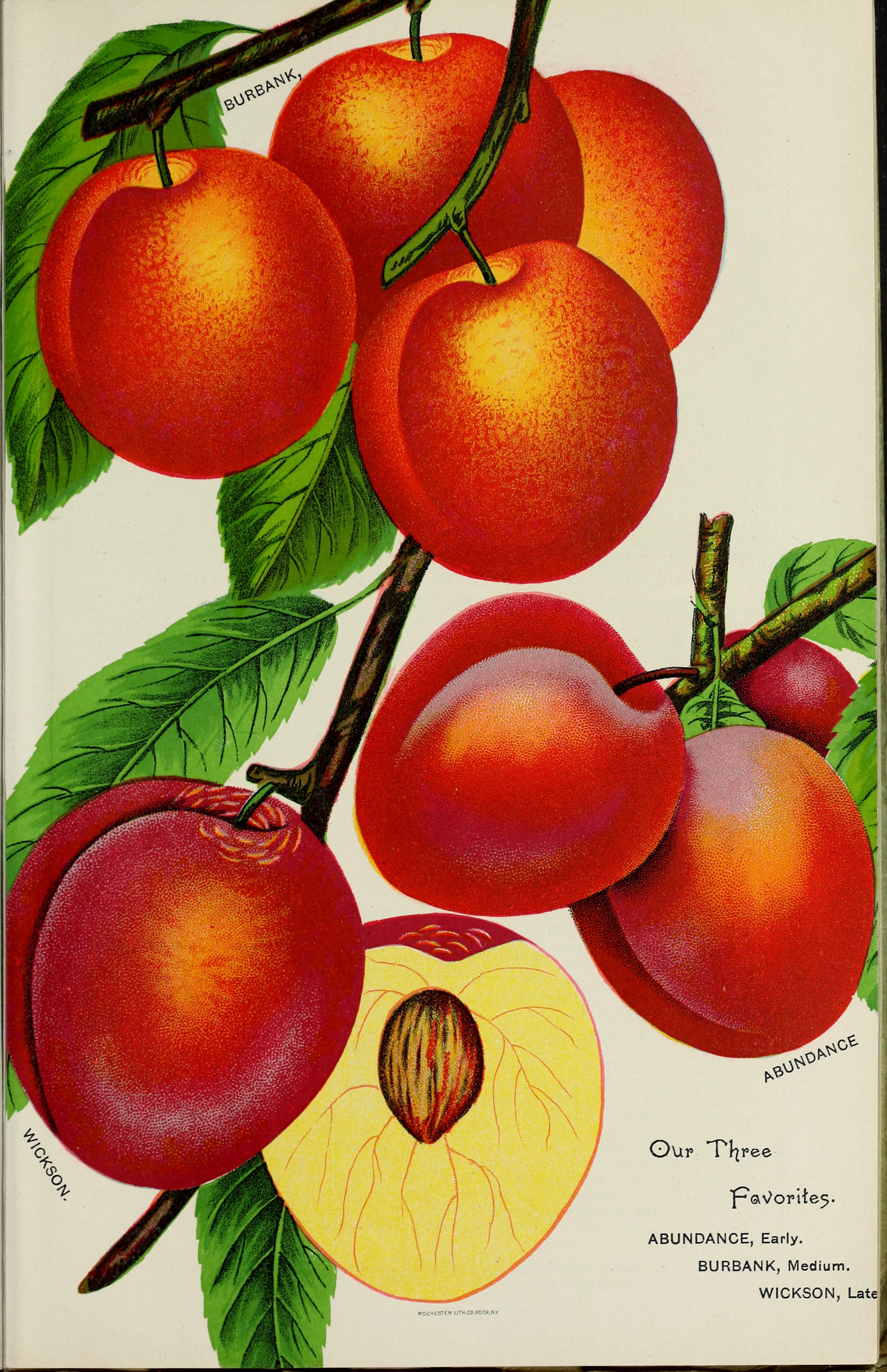Catalogue (1902) (20564605185)
