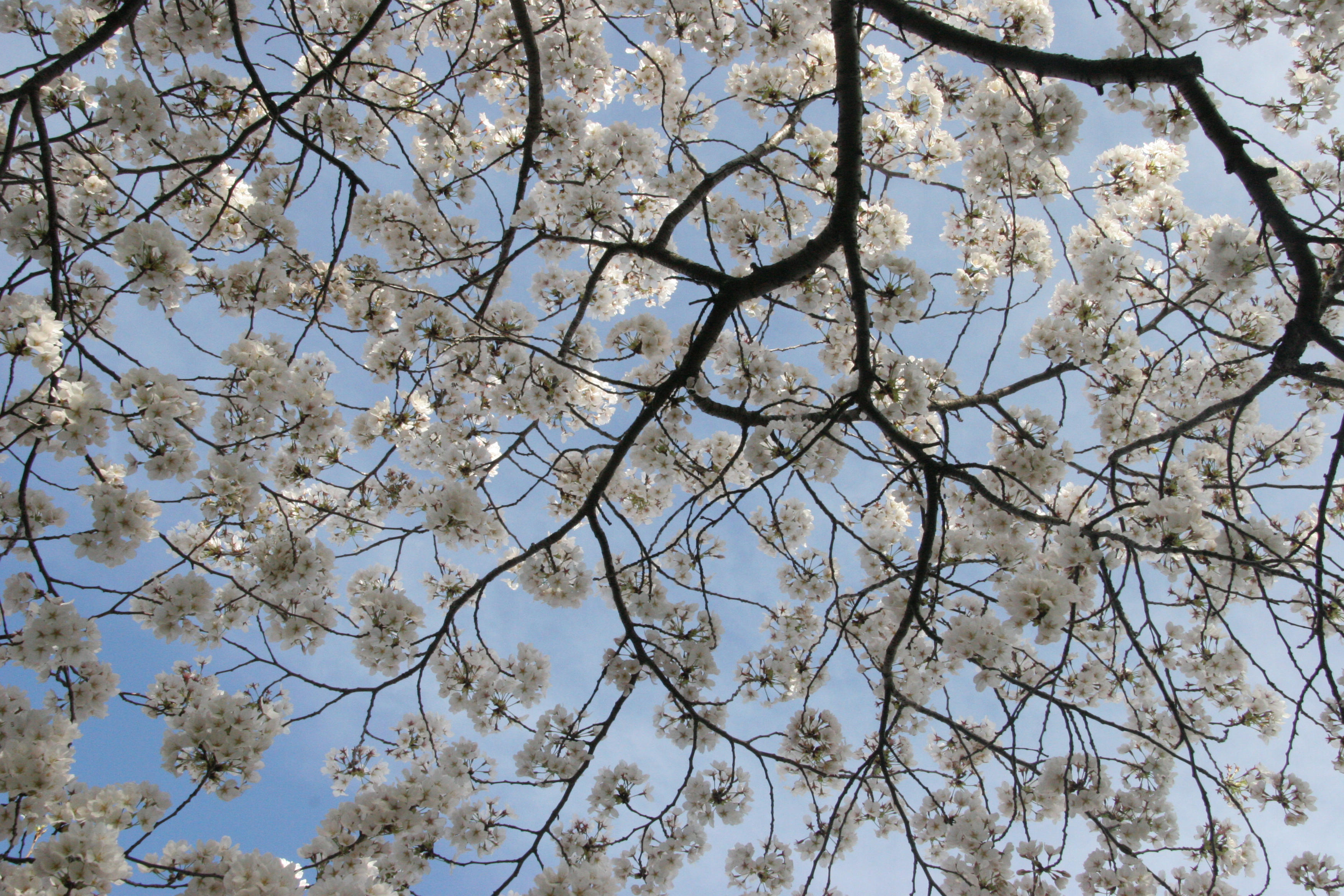 Cherry blossoms - Flickr - Al Jazeera English (13)