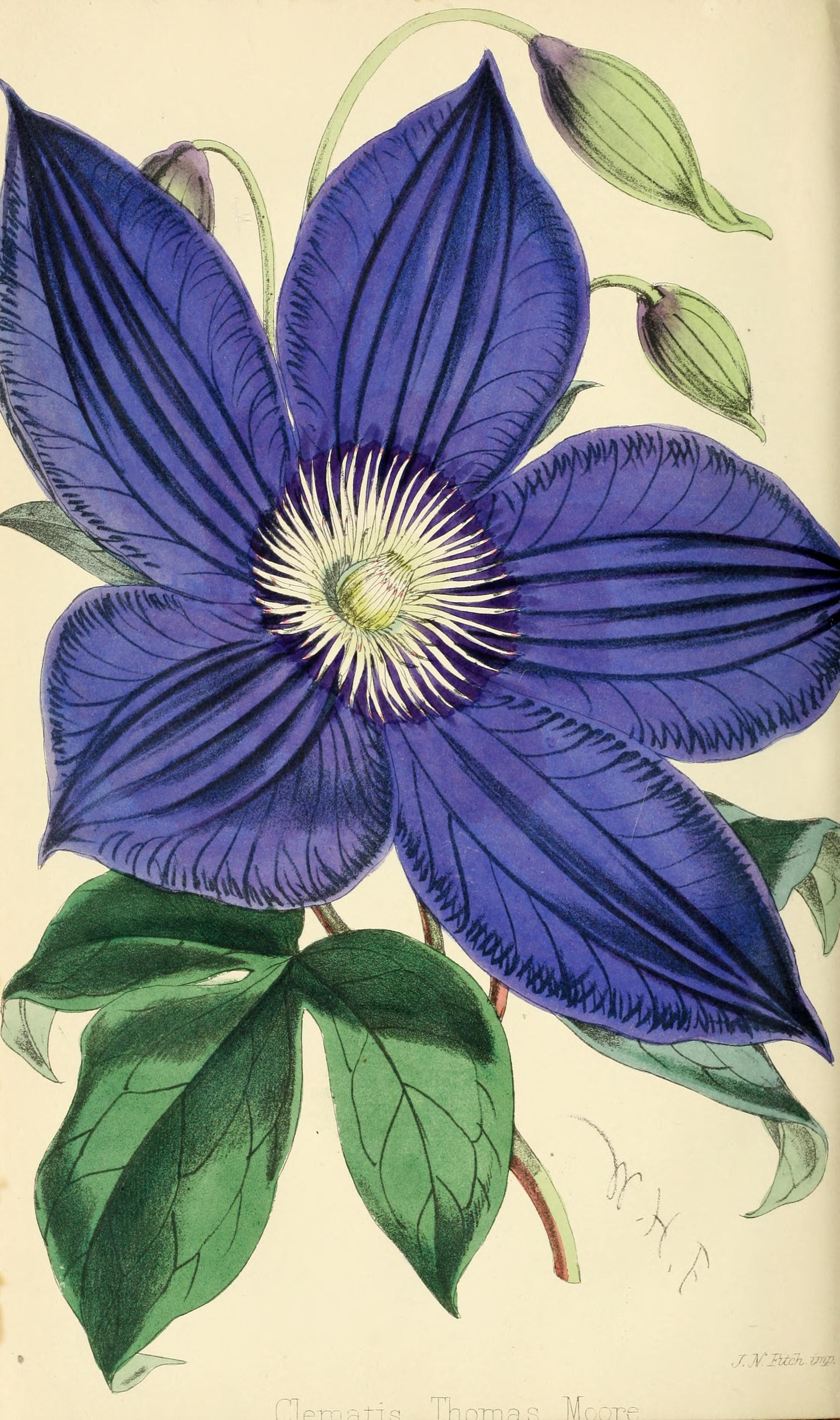 Clematis 'Thomas Moore'