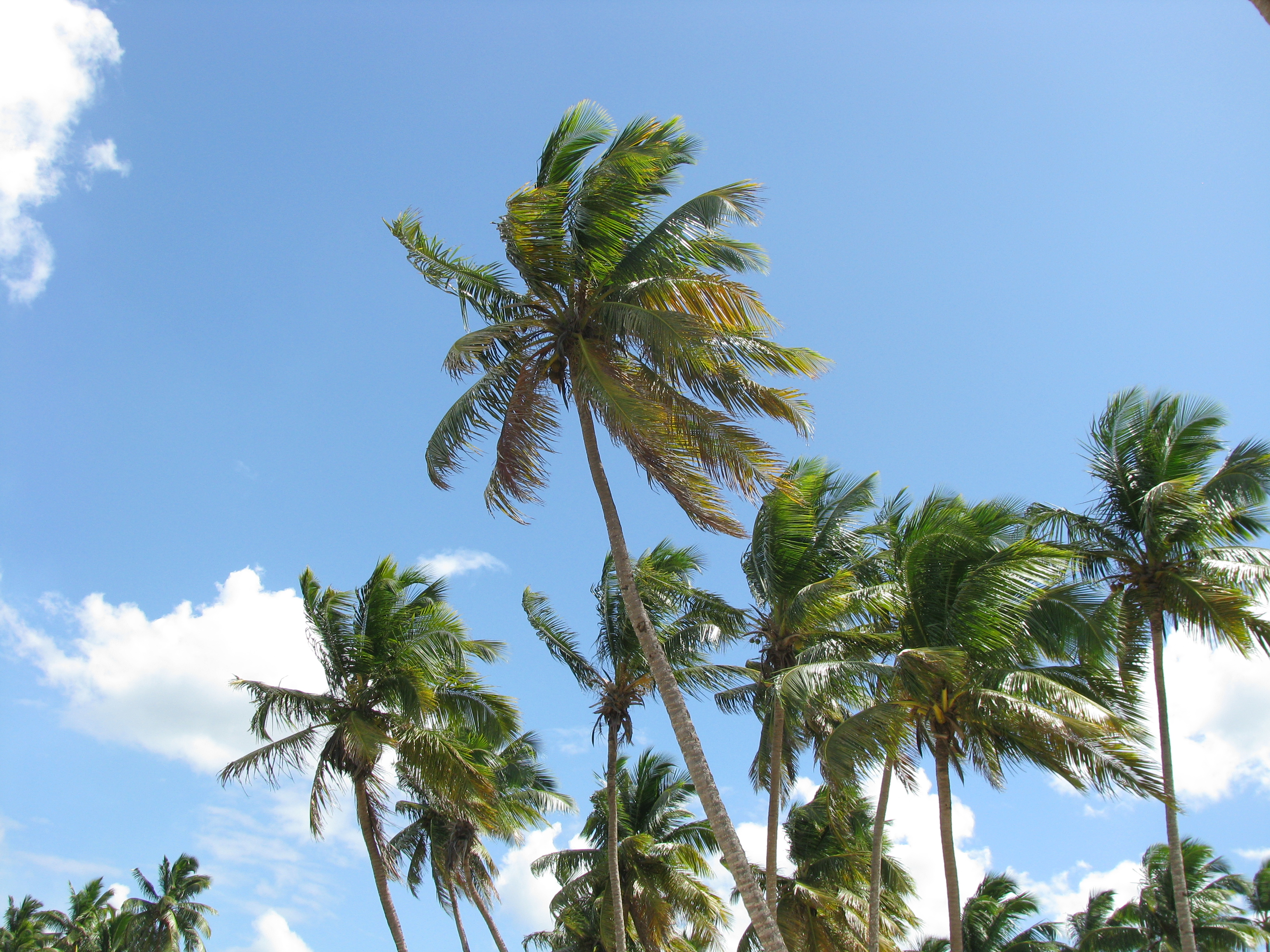Cocos nucifera Las Terrenas