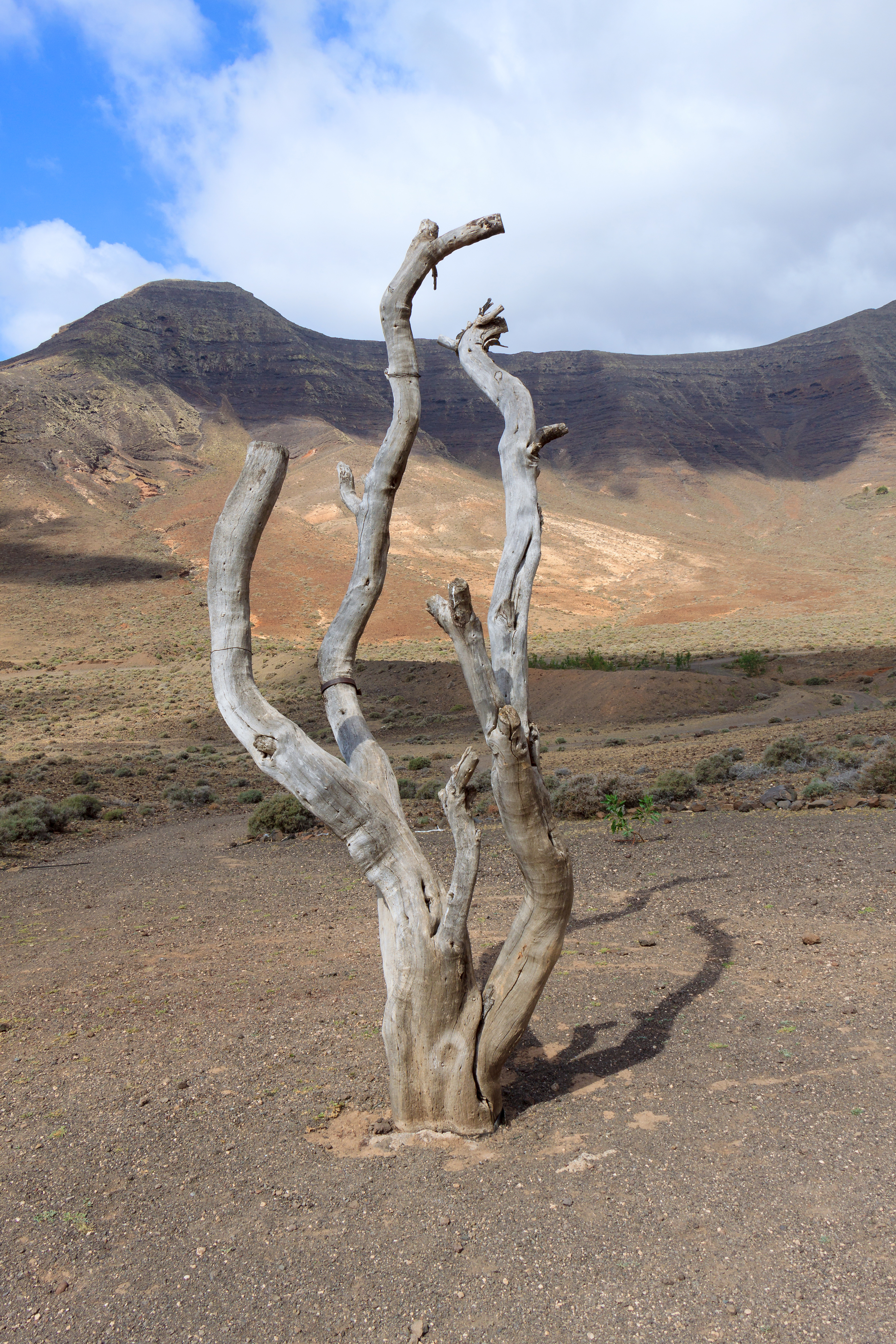 Dead tree - Gran Valle