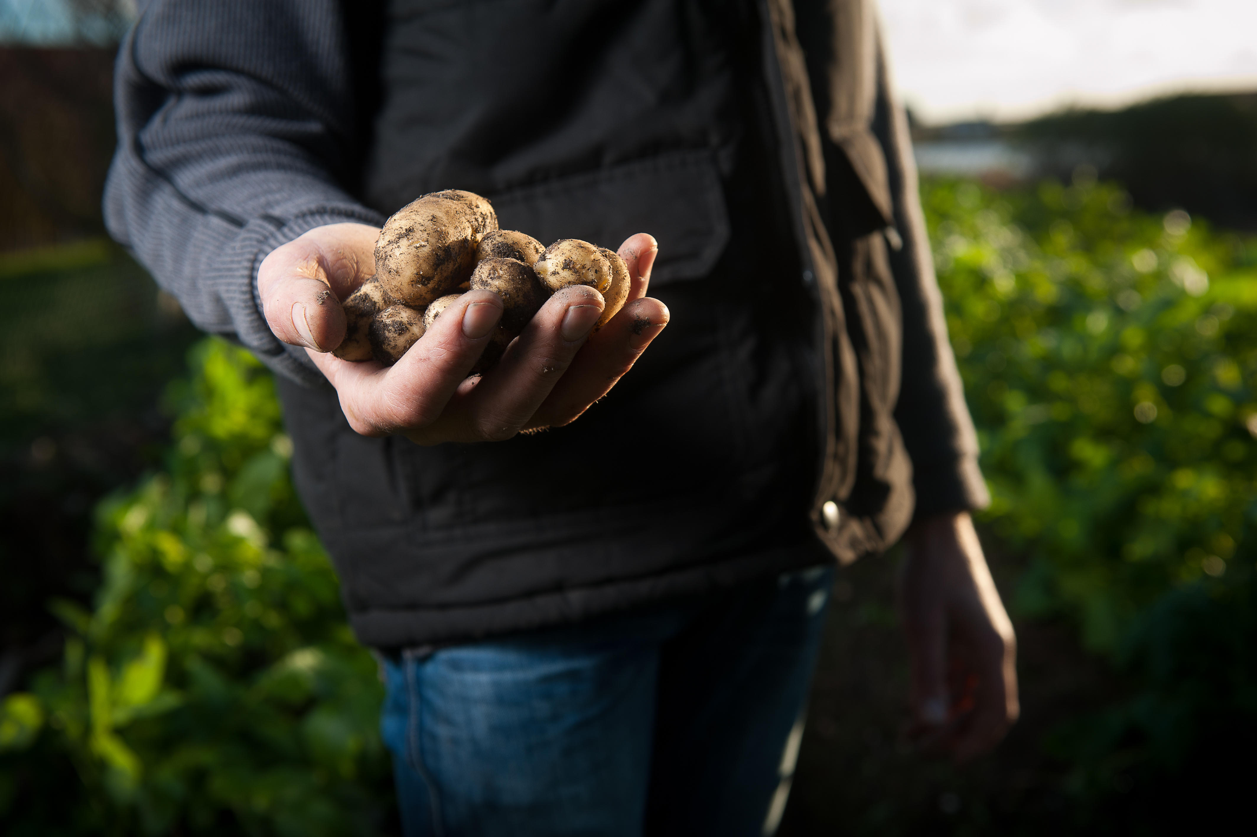 Farming Potatoes (Unsplash)