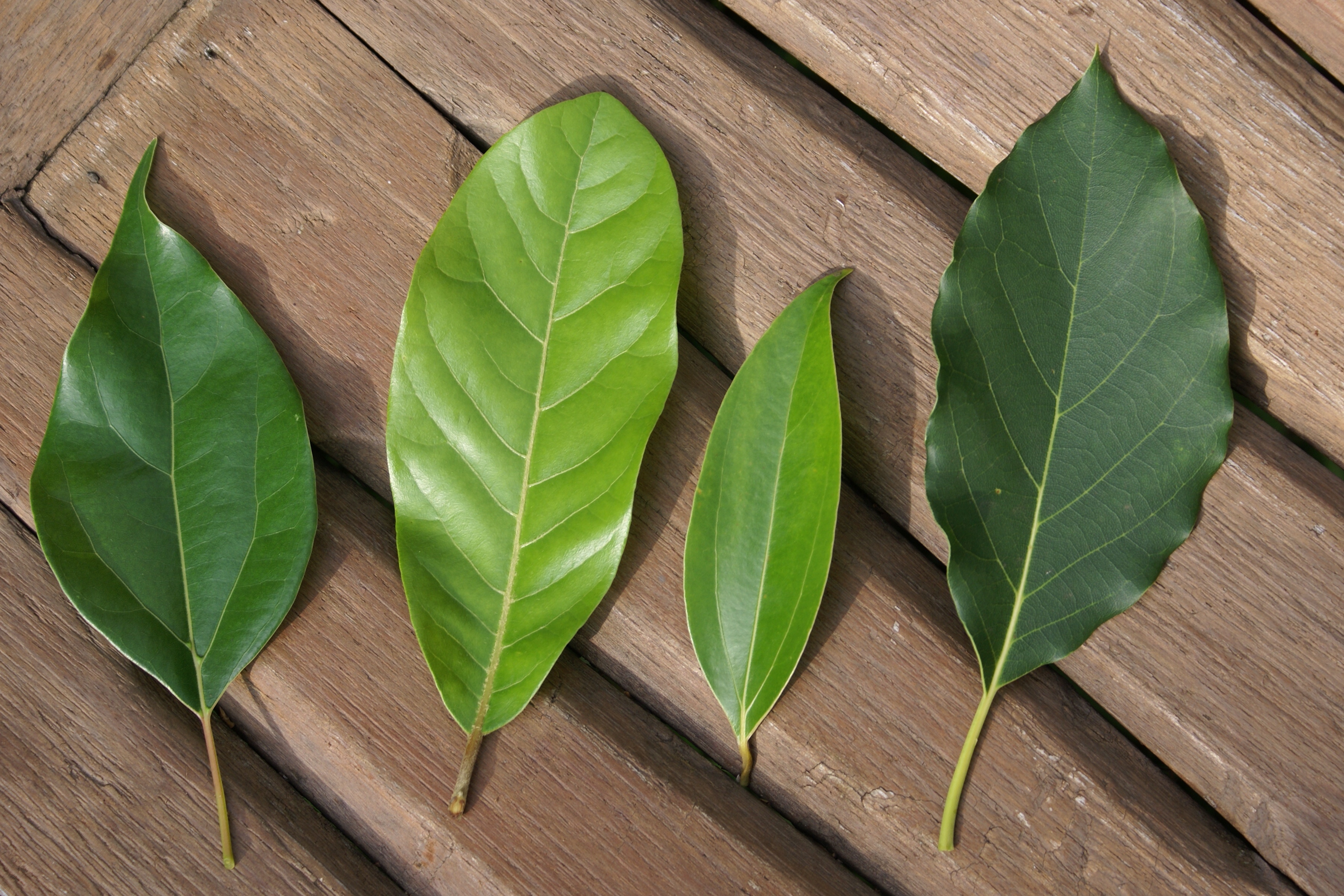 Four leaves of Lauraceae